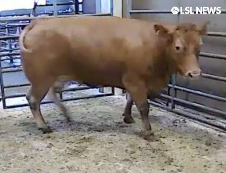 must-see-super-fat-cow-at-carnew-mart-lot-1367-sold-for-2240-lsl