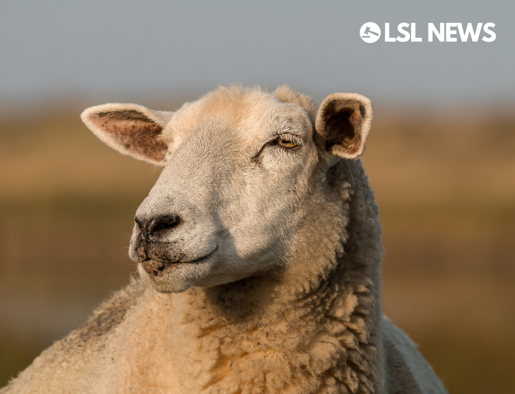 Funding of €30/ewe main priority for sheep farmers in next CAP