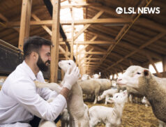Love Lamb week seeks new ambassador from sheep farming sector