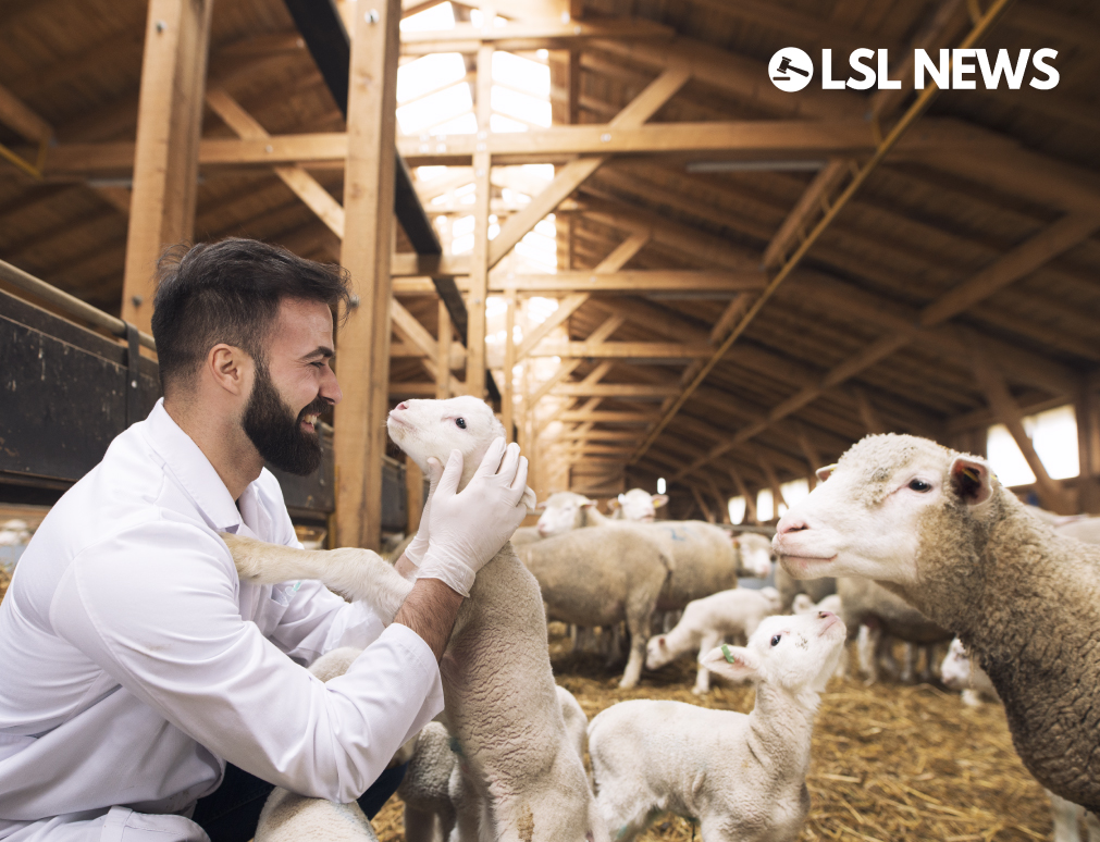 Love Lamb week seeks new ambassador from sheep farming sector