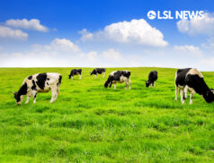 Scientists 'potty-train' cows to cut greenhouse gas emissions