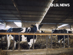 More than 50,000 Irish cattle bought by NI customers