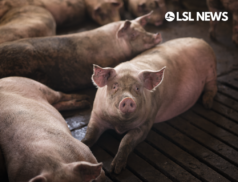 Fast-track work permits to help out the pig sector