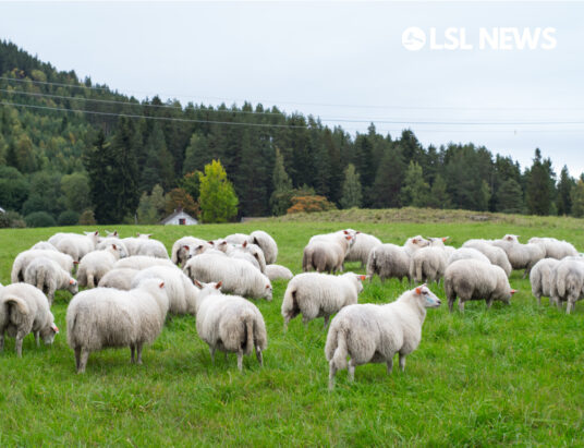 Make wool insulation mandatory in homes and public buildings