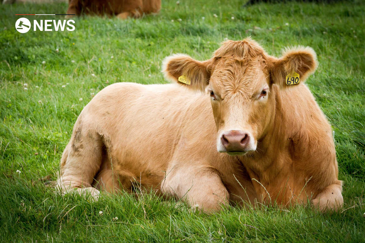 UK beef is banned by China following BSE case