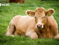 UK beef is banned by China following BSE case