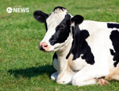 Suckler beef future remains strong in Ireland