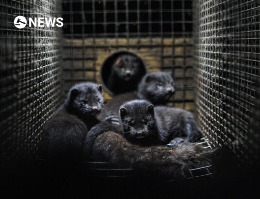 Compensation of €4m to €8m for Irish mink farms being shut down