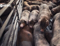Irish Government criticised over plans to fly pigs to China