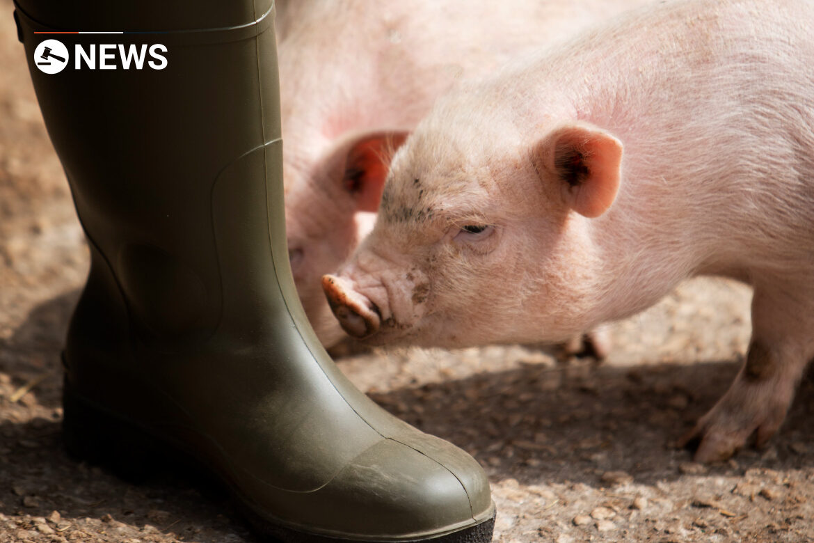 UK Government “wants to protect pig farmers” during crisis