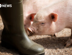 UK Government “wants to protect pig farmers” during crisis