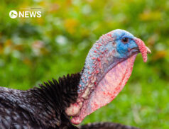 NI turkey farmers say panic buying in the UK had led to increase in demand