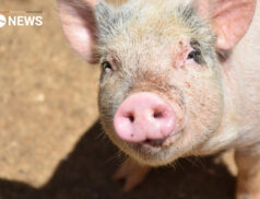 UK Pig farmers tell Prime Minister to relax immigration rules