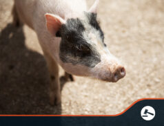 Abattoir shortage results in UK farmer killing piglets