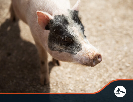Abattoir shortage results in UK farmer killing piglets