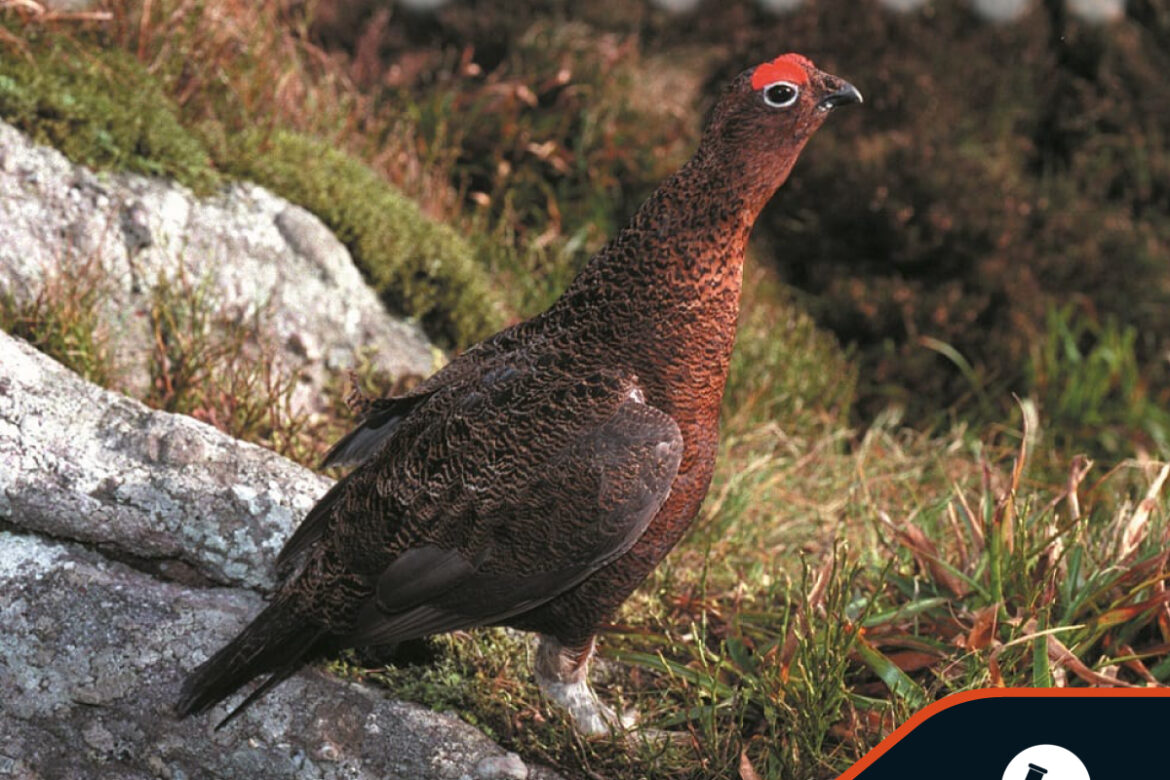 €120K national red grouse survey to go ahead across Ireland's bogs and heaths