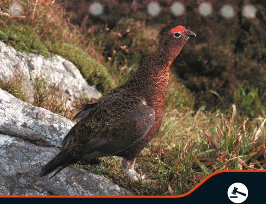 €120K national red grouse survey to go ahead across Ireland's bogs and heaths