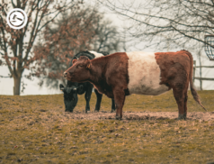 Cattle slaughter age could be reduced to help carbon emissions