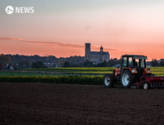 Waitrose supports struggling British pig farmers during crisis