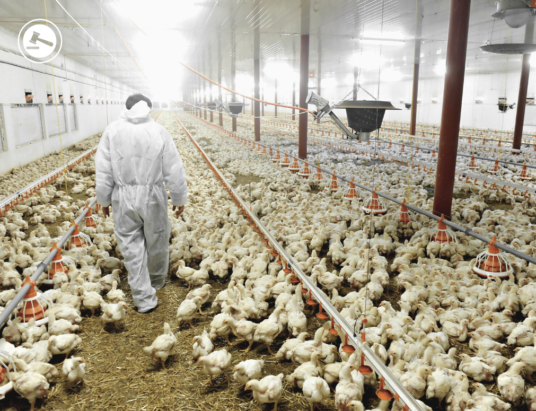 NI Poultry farmers are urged to tighten their biosecurity