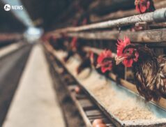 NI flock keepers urged to reassess biosecurity after two new suspected bird flu cases