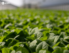 €75m Irish contribution to the World Food Programme