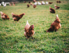 Bird flu valuation tables to decide compensation