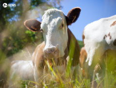 Fears over 'astronomic' costs for farmers