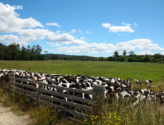 Netherlands looks to reduce livestock numbers