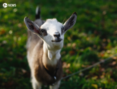 LSL Select Price Report – Sheep Mart 07/12/2022