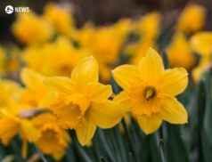 British daffodils will rot unless foreign workers allowed visas