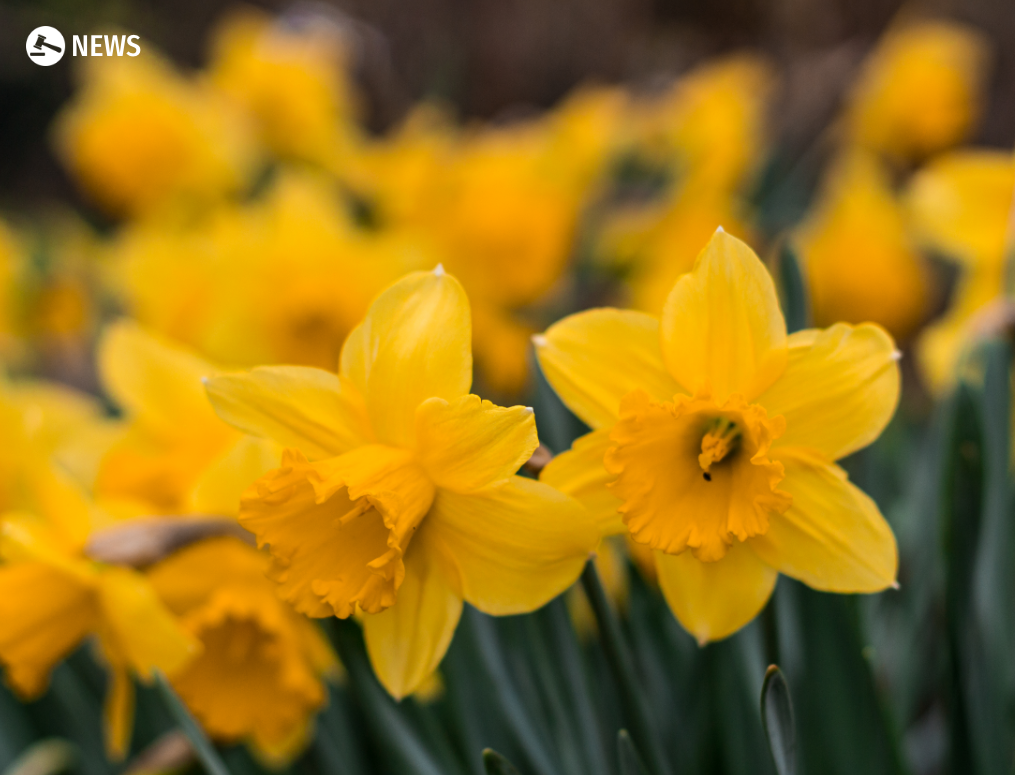 British daffodils will rot unless foreign workers allowed visas