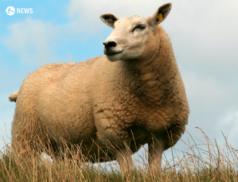 LSL Select Price Report – Sheep Mart - 01/02/2023
