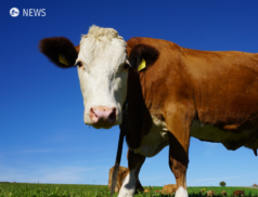 Greater cut of meat sales profits need to go to farmers