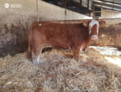 Heifers donated to raise Hooves 4 Hospice funds