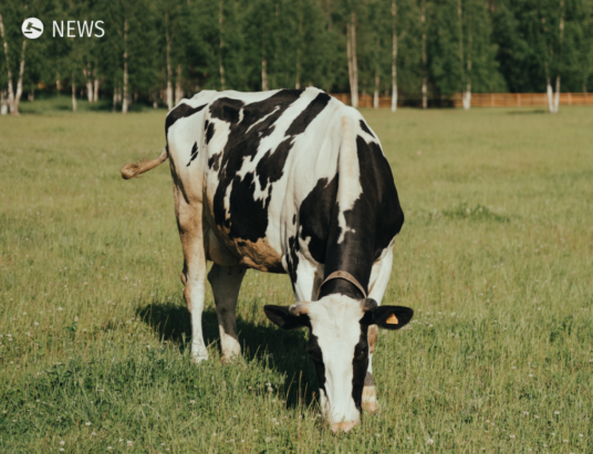 Dairy farmers making significant reduction of emissions but cow population rises