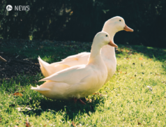 27,000 ducks to be culled over suspected bird flu in NI