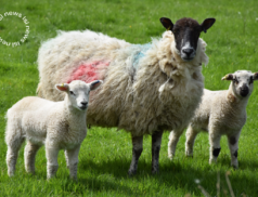 LSL Select Price Report – Sheep Mart – 09/02/2023