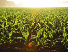 Agri-food