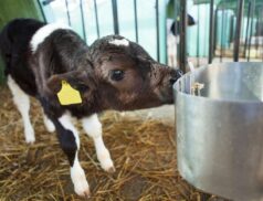 Calving season