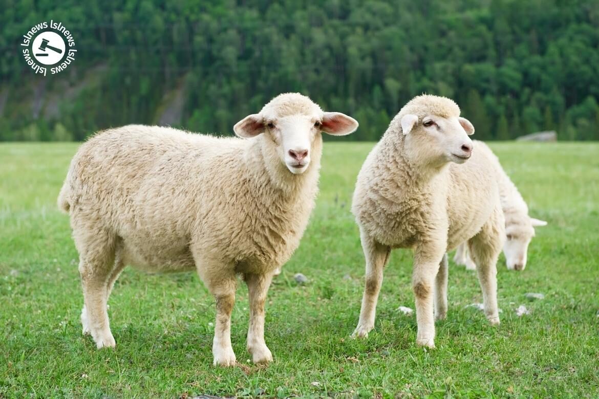 LSL Select Price Report – Sheep Mart – 08/02/2023