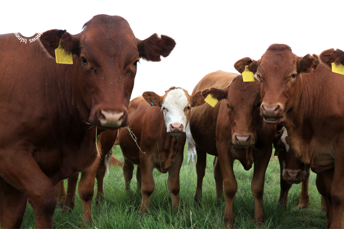 LSL Select Price Report – Cattle Mart 15/02/2023