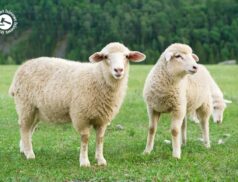 LSL Select Price Report – Sheep Mart – 08/02/2023