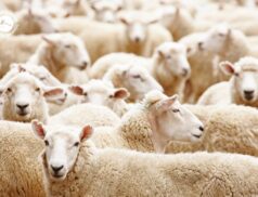 LSL Select Price Report – Sheep Mart 12/12/2022