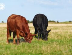 LSL Select Price Report – Cattle Mart 20/12/2022