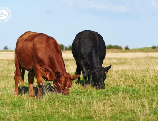 Irish cattle supply on the rise