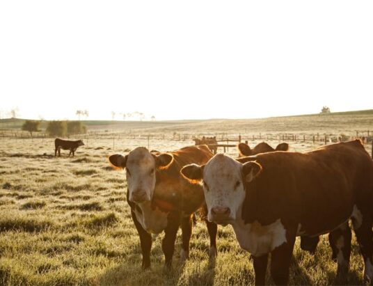 Irish cattle on supply on the rise