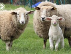LSL Select Price Report – Sheep Mart 24/01/2023