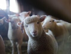 LSL Select Price Report – Sheep Mart 29/01/2022