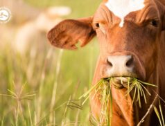 Irish beef exports to the UK on the rise
